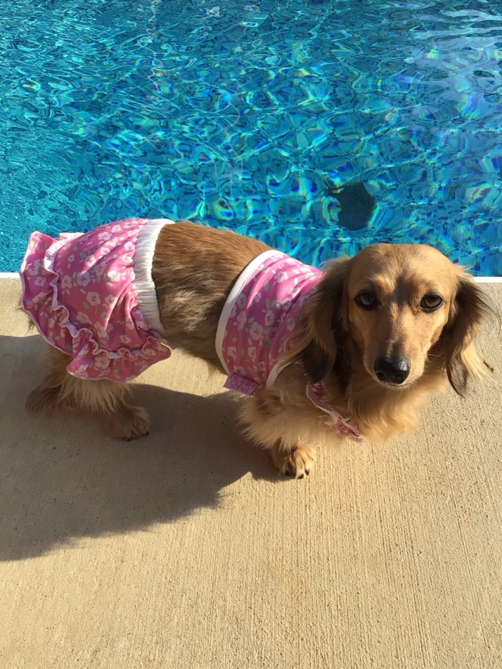Paris Hilton Pet Dog Cat Apparel 2pc Pink Floral Tank & Ruffle Skirt Set XS or S
